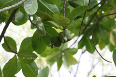 Barringtonia asiatica